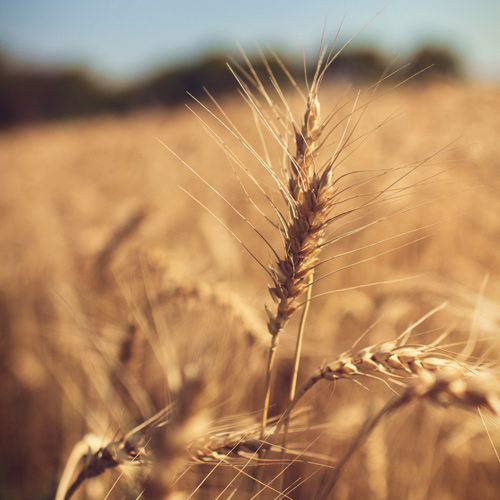 Consultoría de Calidad y Seguridad Alimentaria - Alérgenos